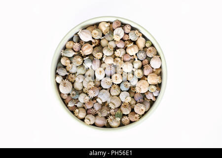 Papaver somniferum. Poppy seedheads in an enamel bowl. Stock Photo