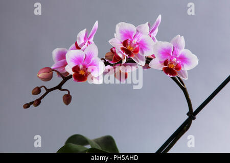 Orchid flowers of pink red purple and white in bloom and bud on single stem against a grey background Stock Photo