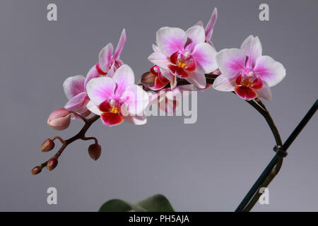 Orchid flowers of pink red purple and white in bloom and bud on single stem against a grey background Stock Photo