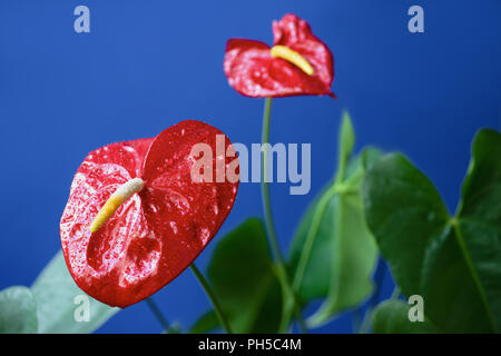 close up view of red anthuriums with water drops and green leaves isolated on blue background Stock Photo