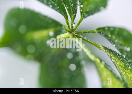 close up view of schefflera with green leaves and water drops on blurred background