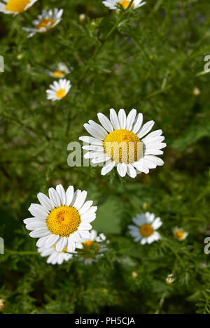 Anthemis arvensis flowers Stock Photo