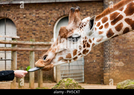 A giraffe eating a leaf from an outstretched hand Stock Photo