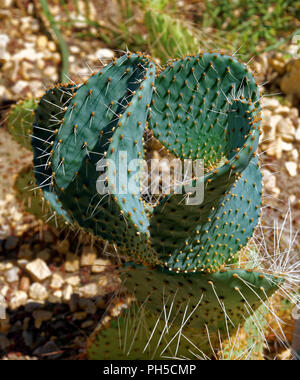 Opuntia erinacea, the Mojave prickly pear, is a species in the Cactaceae family Stock Photo