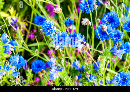 Centaurea cyanus - blue Cornflowers Stock Photo