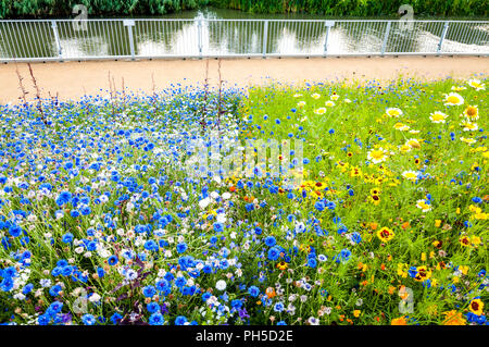 Wild flowers - London 2012 Olympic Park Stock Photo