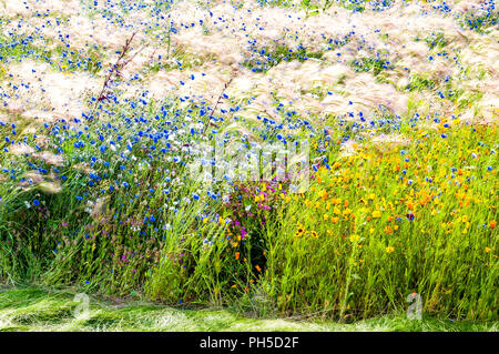 Wild flowers - London 2012 Olympic Park Stock Photo