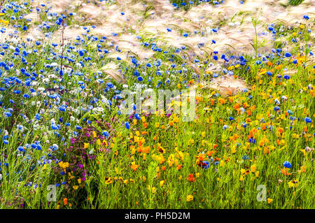 Wild flowers - London 2012 Olympic Park Stock Photo