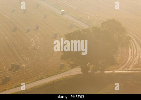 Road crossing with trees in fog Stock Photo