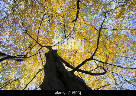 Beech tree Fagus sylvatica, leaf canopy turning to autumn colours photographed from underneath the tree looking up Stock Photo