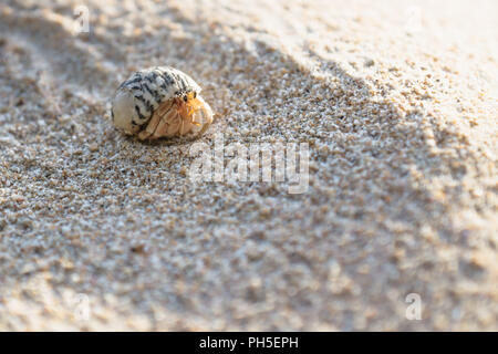 Small hermit crab shined by sun in the sand of the island Koh Mook, Thailand Stock Photo