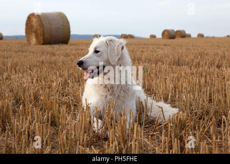 Kuvacz, ungarischer Hirtenhunde, hungarian vcanis lupus familiy pet Herdenschutzhund Stock Photo