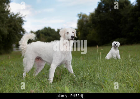 Kuvacz, ungarischer Hirtenhunde, hungarian vcanis lupus familiy pet Herdenschutzhund Muttertier Welpen im Hintergrund Stock Photo
