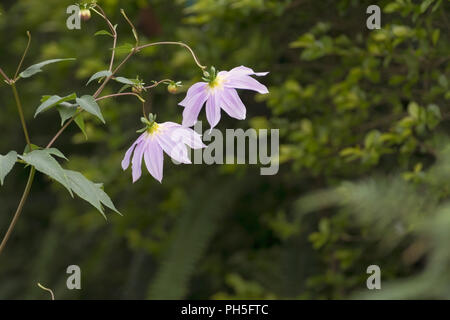 Lavender Coloured Flowers of Dahlia imperialis Stock Photo