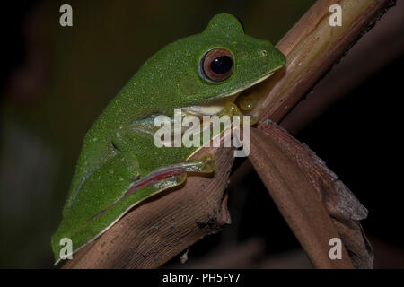 Malabar gliding frog or Rhacophorus malabaricus, perched up on a branch at night Stock Photo