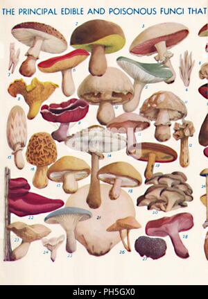 'The Principal Edible and Poisonous Fungi In The British Isles', 1935. Artist: Unknown. Stock Photo