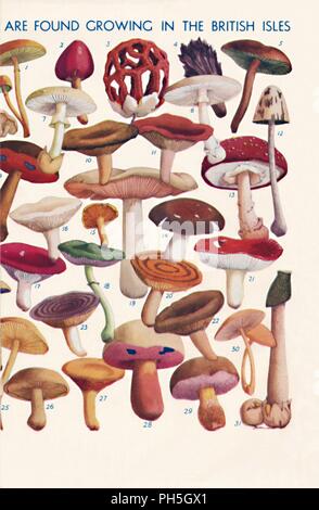 'The Principal Edible and Poisonous Fungi In The British Isles', 1935 . Artist: Unknown. Stock Photo