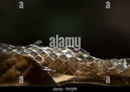 Shed Indian Rat Snake Skin or Moult Stock Photo