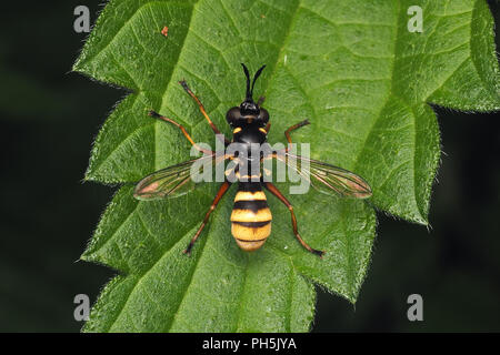 Dorsal view of Conopid fly (Conops quadrifasciatus) resting on nettle leaf. Tipperary, Ireland Stock Photo