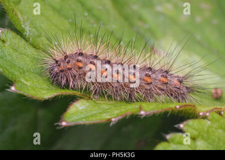 Ruby Tiger Moth caterpillar early instar (Phragmatobia fuliginosa) resting on creeping buttercup. Tipperary, Ireland Stock Photo