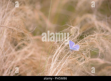 a small blue-lilac butterfly sits on a dry grass that has the shape of a curls, a photo is divided into two parts by a green blade of grass, a light Stock Photo
