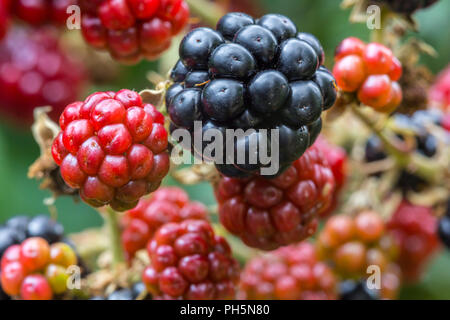 Close up of  blackberries, ripe and unripe. Growing on a hedgerow in Suffolk, UK. Stock Photo
