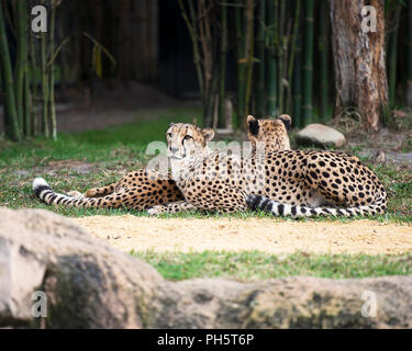 Cheetahs in a zoo enjoying the sun. Animal Kingdom Stock Photo - Alamy