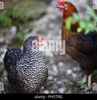 two domestic hens, different color, chicken, free range outside Stock Photo