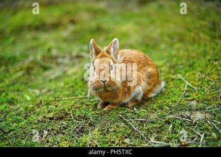 light brown lionhead rabbit outdoors on the lawn, watching, alert Stock Photo