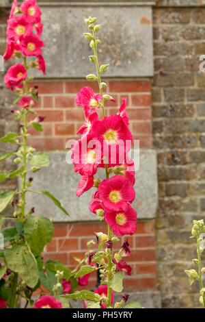 Althaea rosea or Hollyhock is a typical English cottage garden plant with its tall upright spires of flowers creating a splash of colour in midsummer. Stock Photo