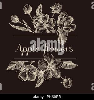 Hand drawn design with apple flowers isolated on chalkboard Stock Vector