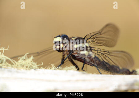 Dragon fly placed on nature wood in New Zealand Stock Photo