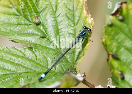Male blue - tailed damselfly perched on a leaf. Stock Photo