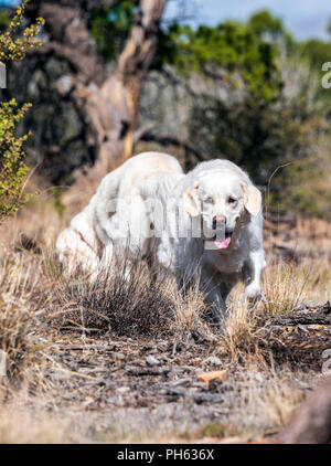 Platinum colored Golden Retriever dogs running on a mountain trail. Stock Photo