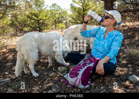 Female hiker drinking from water bottle; with two platinum colored Golden Retriever dogs; West Spartan Trail; Salida; Colorado; USA Stock Photo