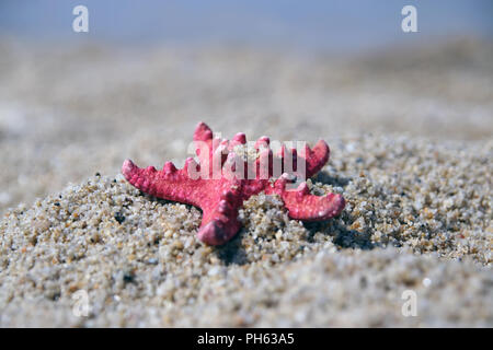 Starfish on a beach sand. Starfish on a sea shore. Stock Photo