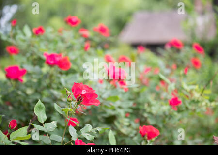 Red roses in perennial border of country cottage. Stock Photo