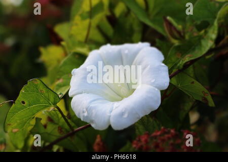 Autumn hedgerow perfect white flower with raindrops Stock Photo
