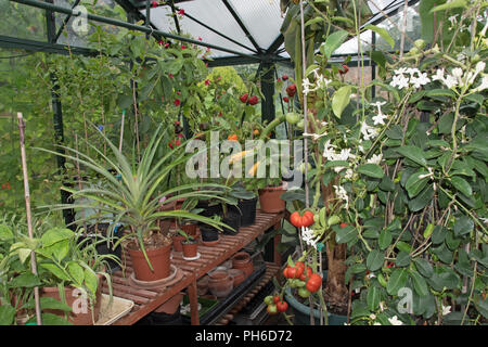 Pineapples, bananas, tomatoes & peppers in an English greenhouse Stock Photo