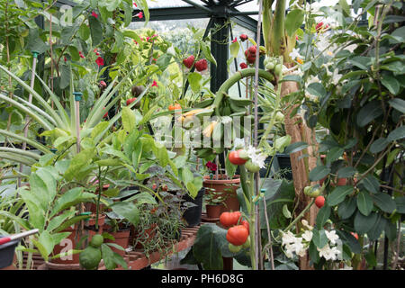 Pineapples, bananas, tomatoes & peppers in an English greenhouse Stock Photo