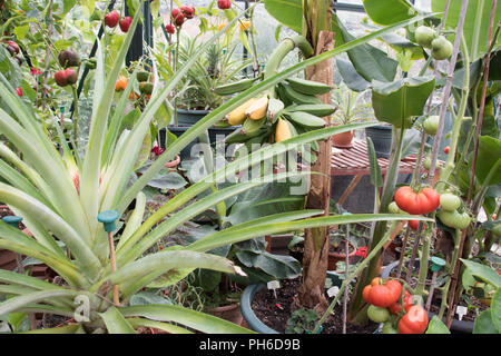 Pineapples, bananas, tomatoes & peppers in an English greenhouse Stock Photo