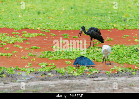 African openbill stork (Anastomus lamelligerus), Tanzania, East Africa Stock Photo