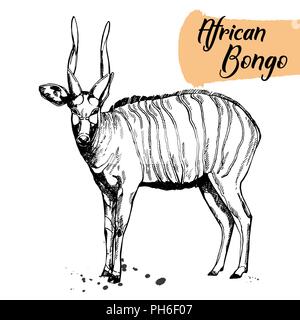 Hand drawn sketch style bongo antelope isolated on white background. Vector illustration. Stock Vector