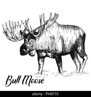 Hand drawn sketch style moose isolated on white background. Vector illustration. Stock Vector