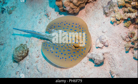 Blue Spotted Ray in the Red Sea Egypt Stock Photo