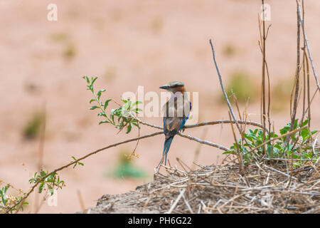 Broad-billed Roller (Eurystomus glaucurus), Tanzania, East Africa Stock Photo
