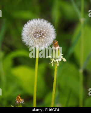 A dandelion full of ripe seeds ready to be dispersed by the wind. Shores of Lac Boivin, Granby, Quebec, Canada Stock Photo