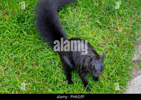 The Black Squirrel is a natural mutation of the Eastern Grey Squirrel found throughout North America