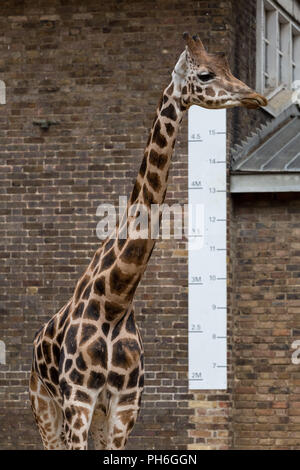 London, UK. 23rd August 2018. Annual animals weigh-in and measure to record vital statistics at ZSL London Zoo. Credit: Guy Corbishley Stock Photo
