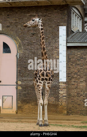 London, UK. 23rd August 2018. Annual animals weigh-in and measure to record vital statistics at ZSL London Zoo. Credit: Guy Corbishley Stock Photo